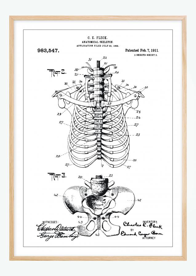 Disegni di brevetti - Anatomia dello scheletro II Poster