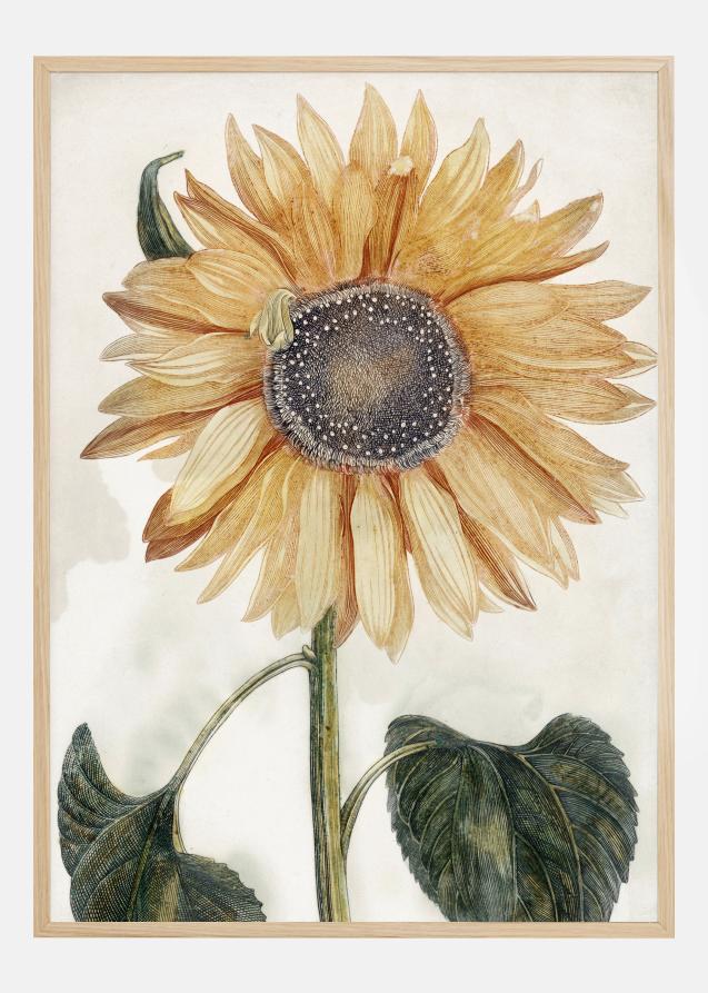 Sunflower Art Poster