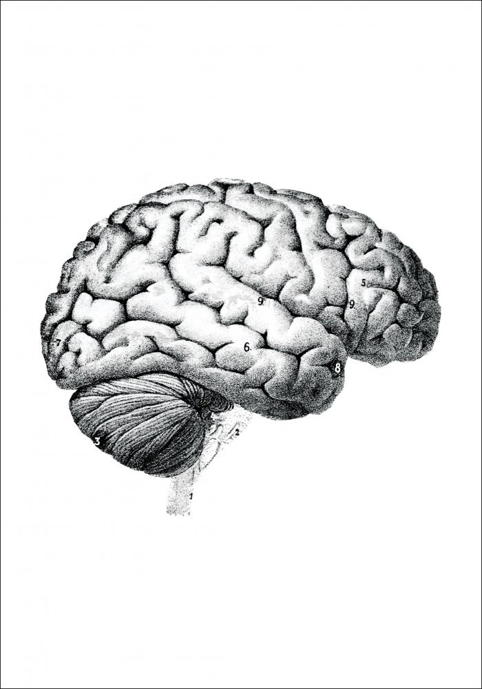 Illustrazione didattica del cervello parti Poster