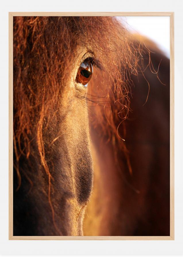 Horse sunset Poster