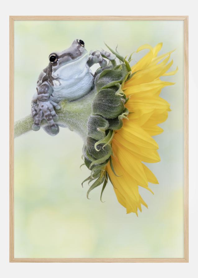 Frog Sunshine Poster