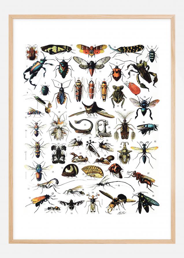 Illustrazione didattica di insetti I Poster