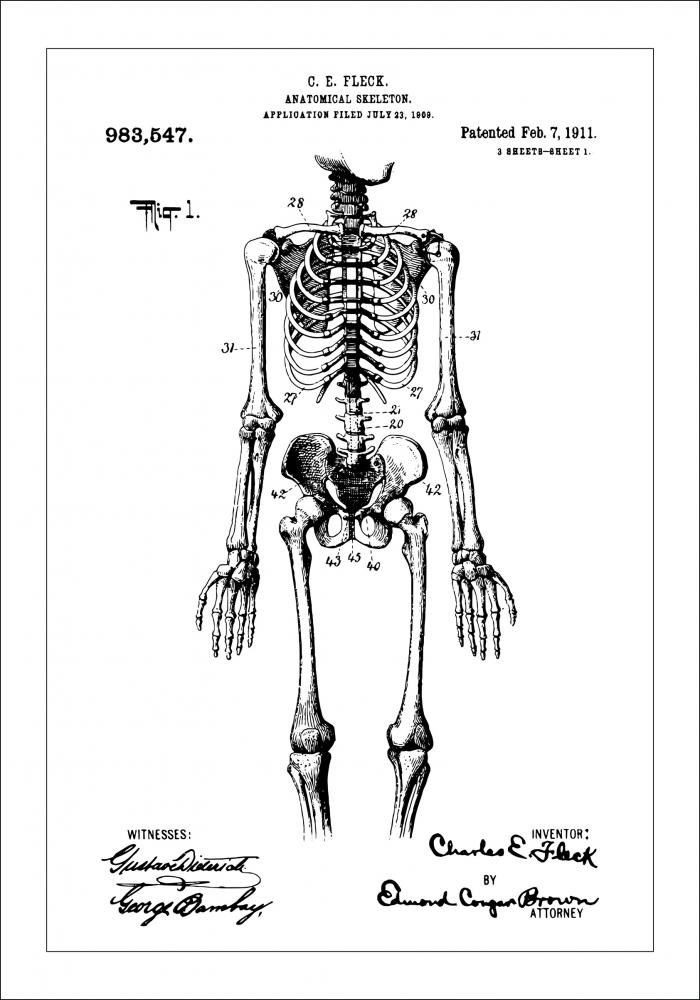 Disegni di brevetti - Anatomia dello scheletro I Poster
