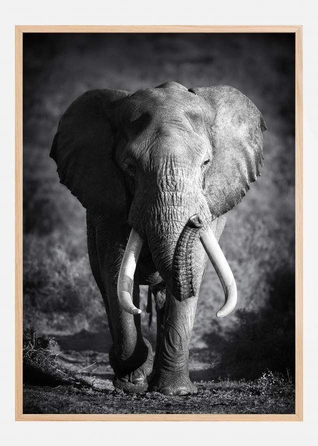 Poster Elefante in bianco e nero
