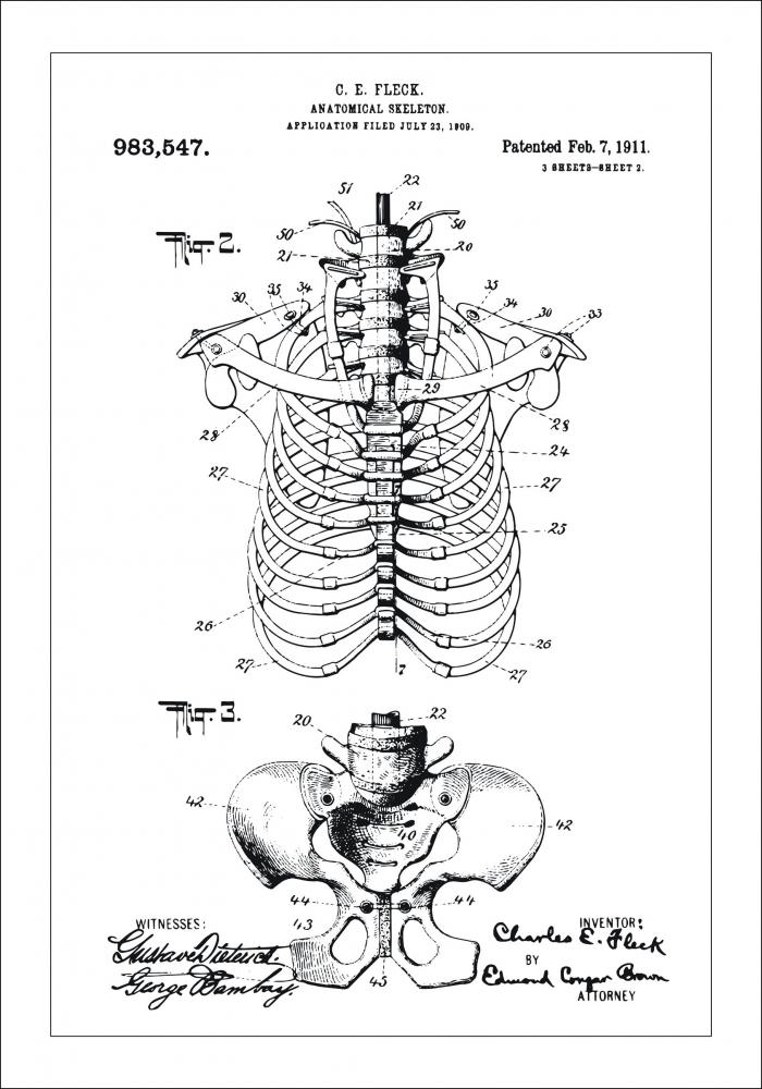 Disegni di brevetti - Anatomia dello scheletro II Poster