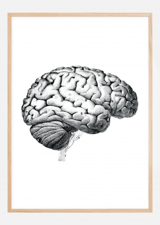 Illustrazione didattica del cervello parti Poster