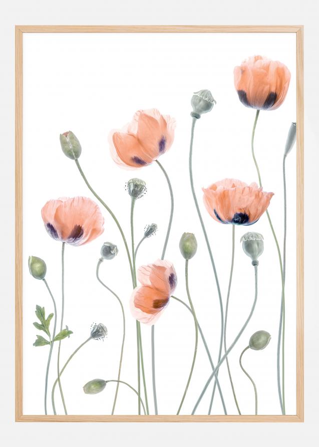 Poppies Poster