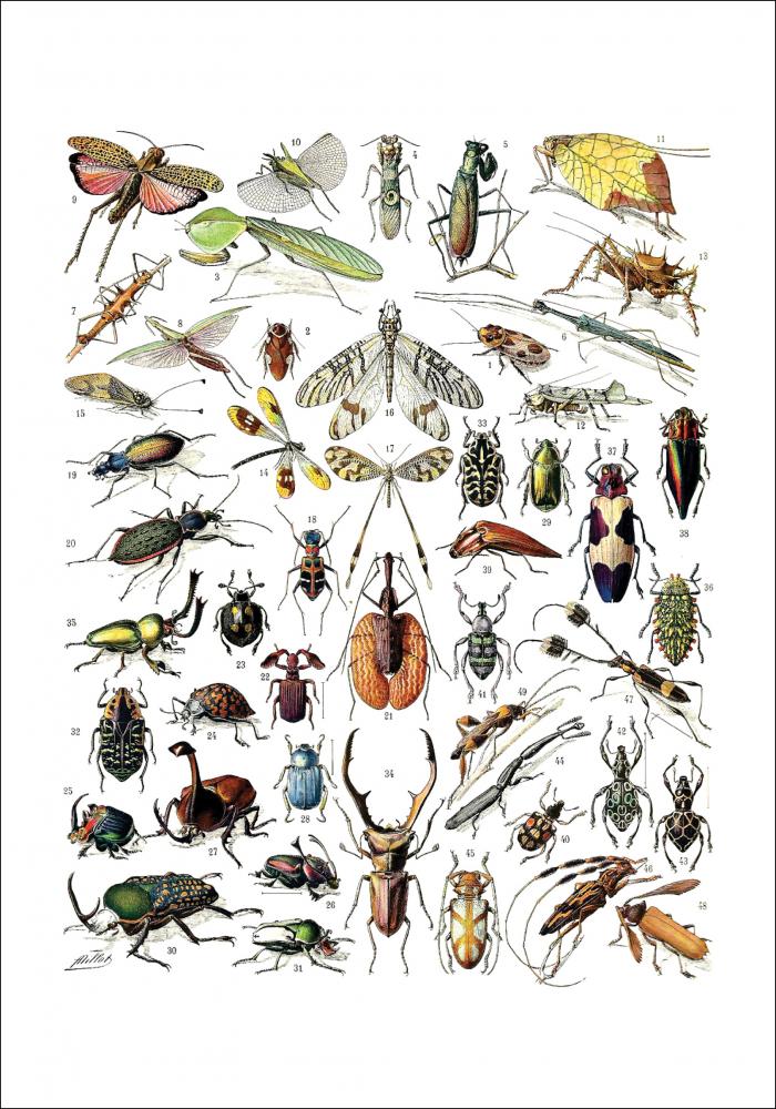 Illustrazione didattica di insetti II Poster