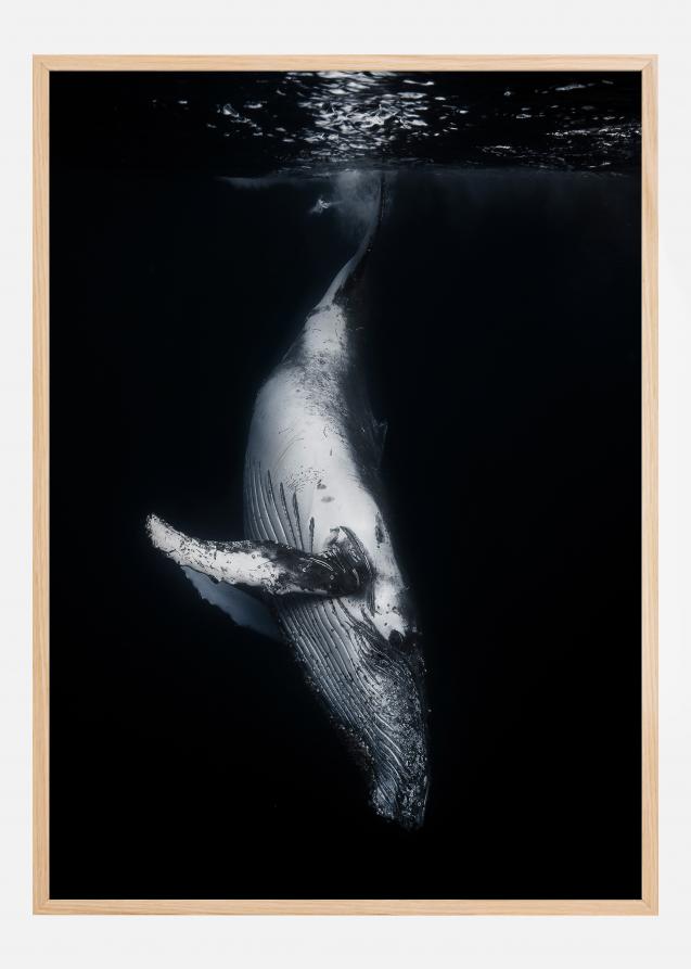 Poster balena nera
