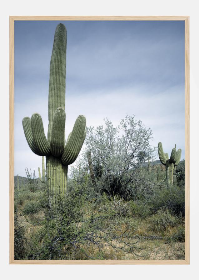 Cactus Land Poster