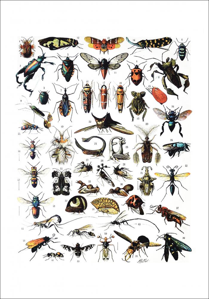 Illustrazione didattica di insetti I Poster