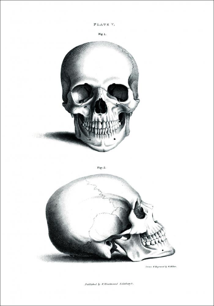 Illustrazione didattica del cranio umano 1800-tal Poster