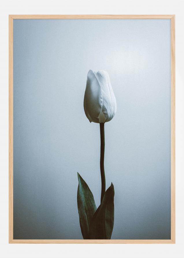 Lonely White Rose Poster