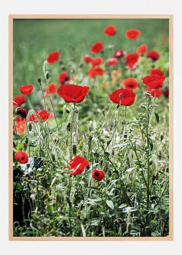 Poppy Fields Poster