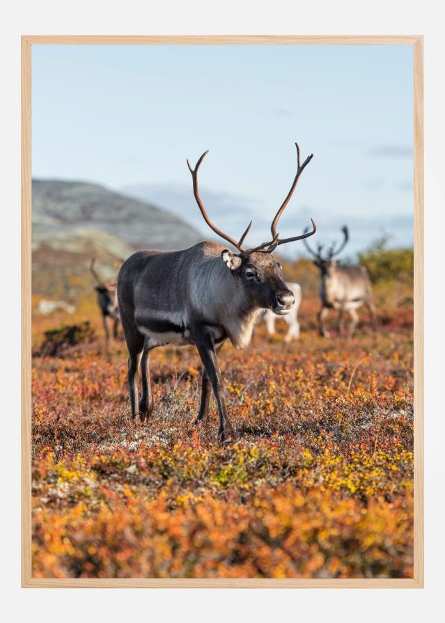 Autumn majesty Poster