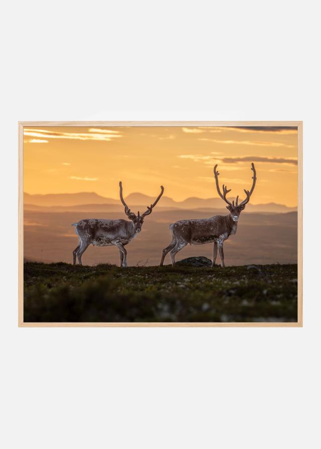 Reindeers at sunset peaks Poster