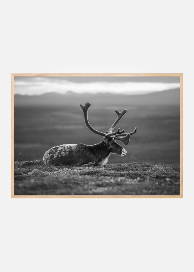 Resting reindeer Poster