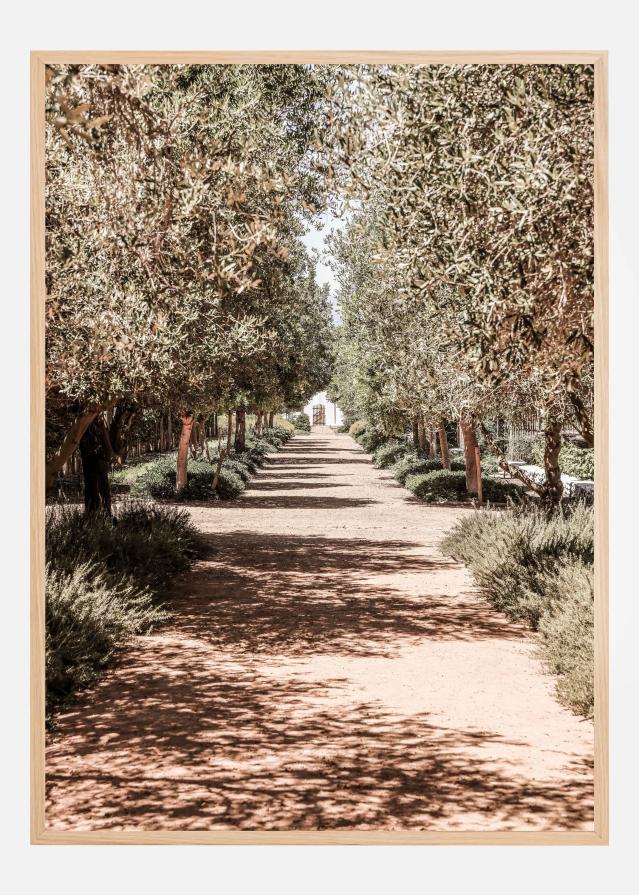 A Serene Tree Lined Path with Sunlight Poster
