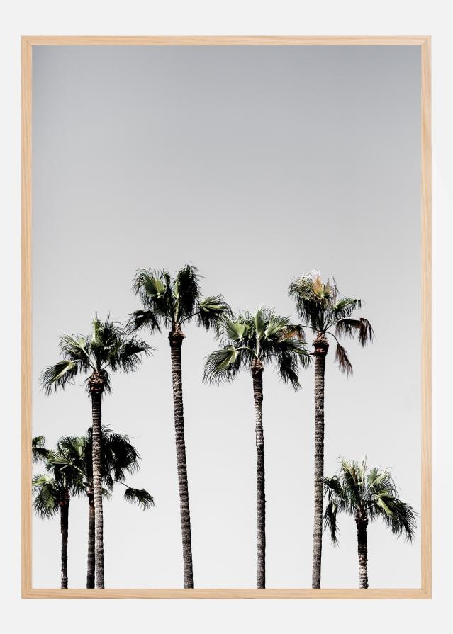 Palm Trees Poster