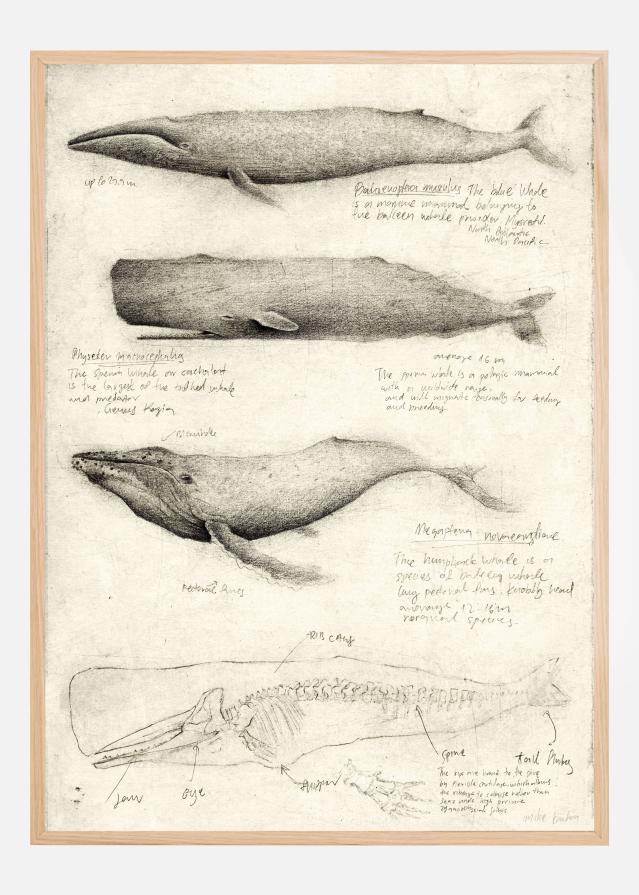 Sketches Of Various Whale Poster
