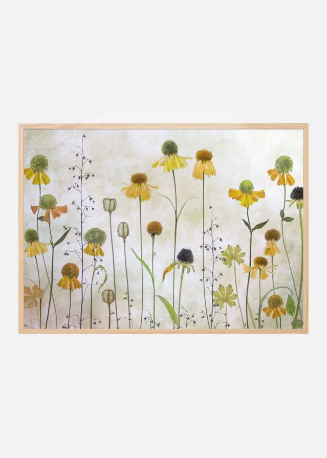 Helenium Poster