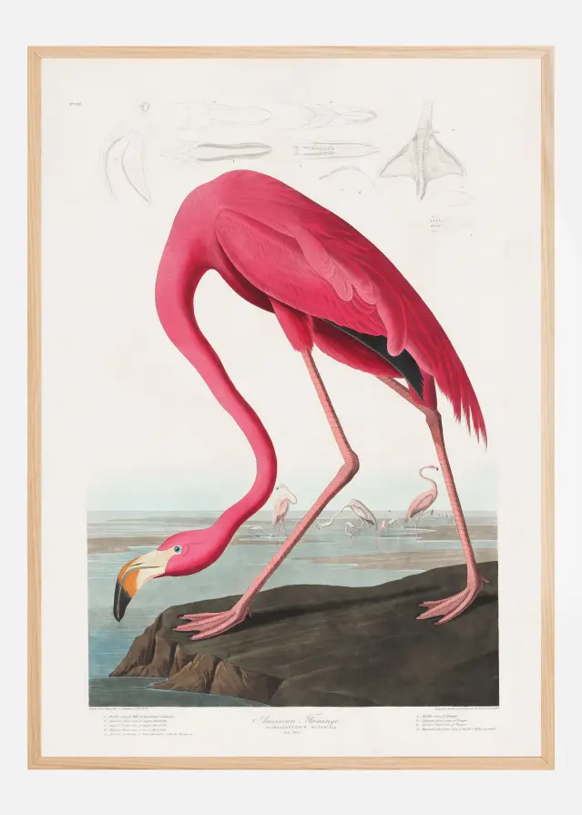 Pink Flamingo From Birds of America (1827) Poster