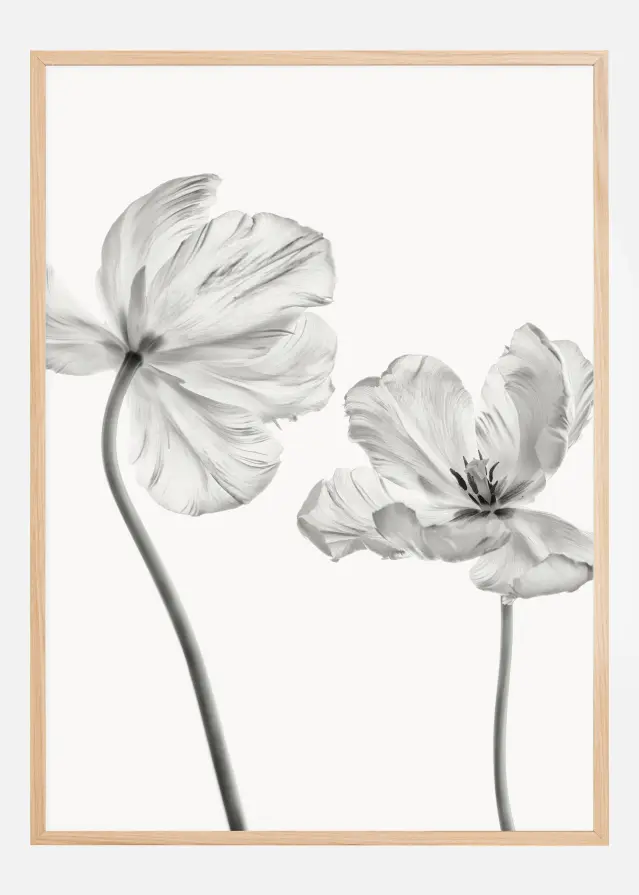 Same tulip front and backview Poster